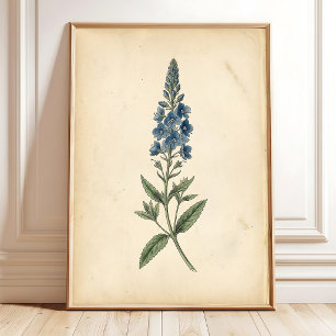 Botanical Speedwell Vintage Wall Art