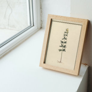 Botanical Study Decoupage Paper