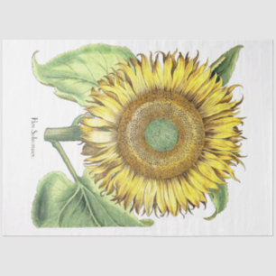 Botanical Sunflower Flower Floral Tissue Paper
