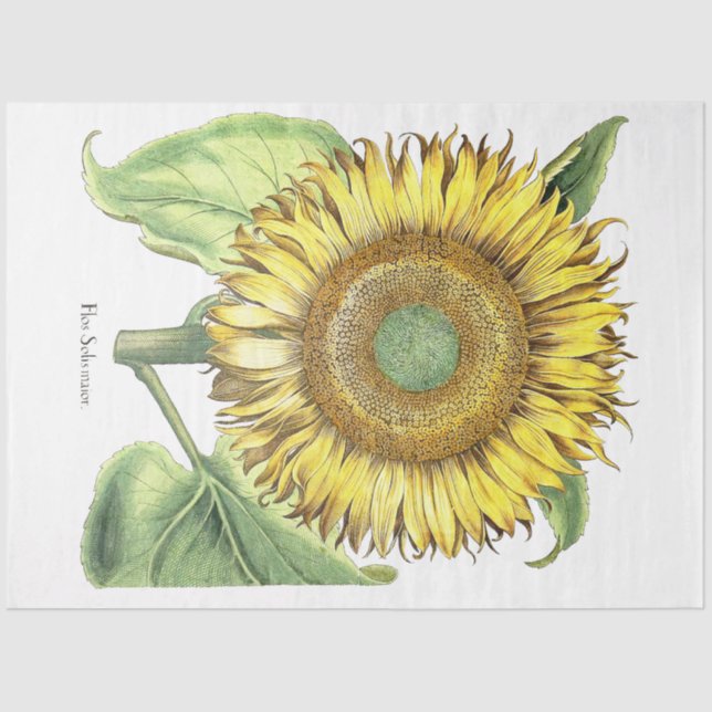 Botanical Sunflower Flower Floral Tissue Paper (Front)