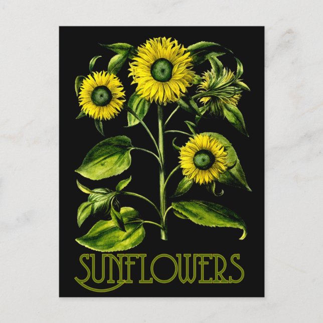 Botanical Sunflowers Dusky Postcard 2 (Front)