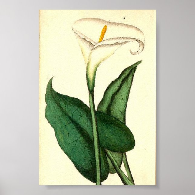 Botanical Vintage Flower Poster (Front)
