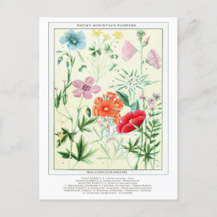 Botanical Vintage Rocky Mountain Flowers Postcard