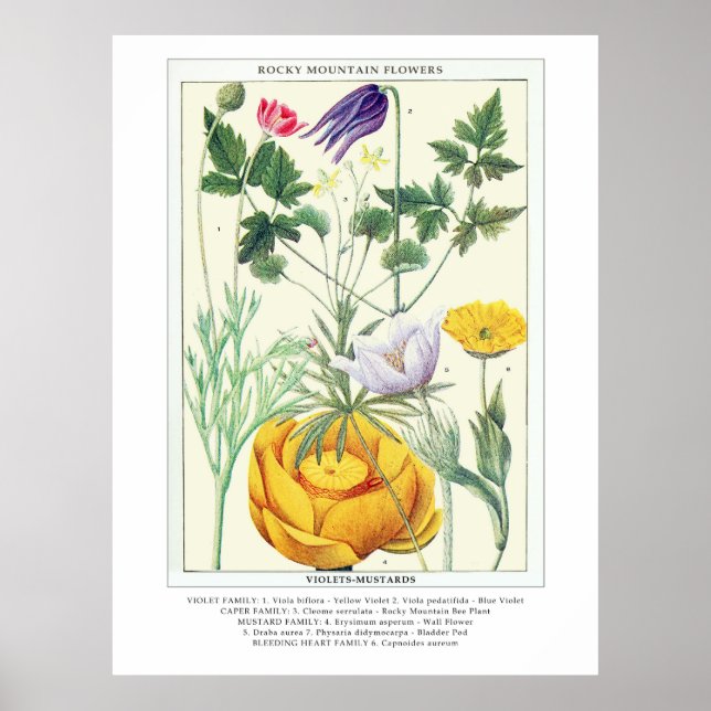 Botanical Vintage Rocky Mountain Wildflowers Poster (Front)