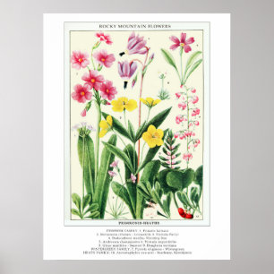 Botanical Vintage Rocky Mountain Wildflowers Poster