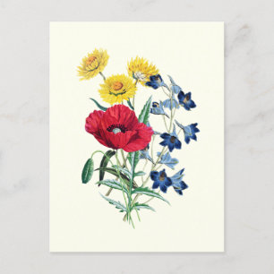 Botanical Vintage Wildflowers: Poppy, Daisy Postcard