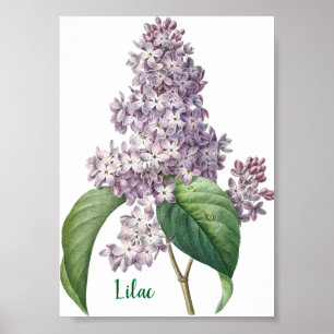 Botanical Watercolor Lilac Illustration Poster