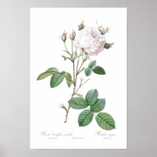 BOTANICAL "WHITE CABBAGE ROSE" REDOUTÉ POSTER