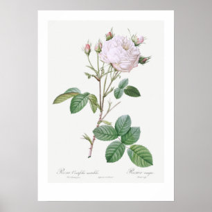BOTANICAL "WHITE CABBAGE ROSE" REDOUTÉ POSTER