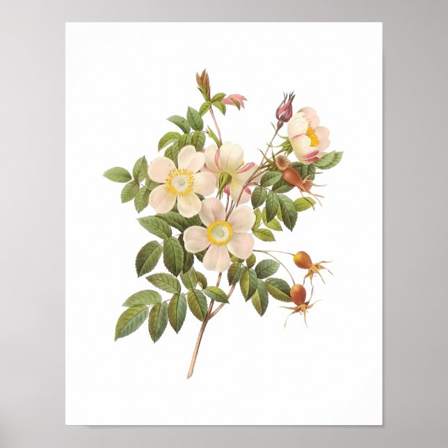 Botanical White Roses Poster (Front)