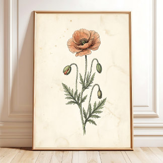 Botanical Wild Poppy Art Print