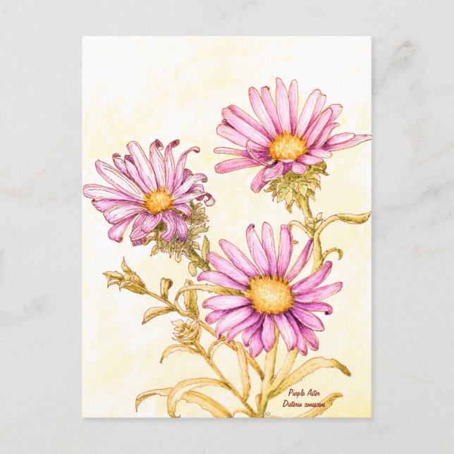 Botanical wildflower watercolor, blank inside postcard (Front)