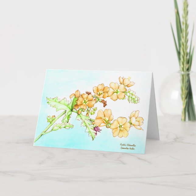 Botanical wildflower watercolor, globemallow card (Front)
