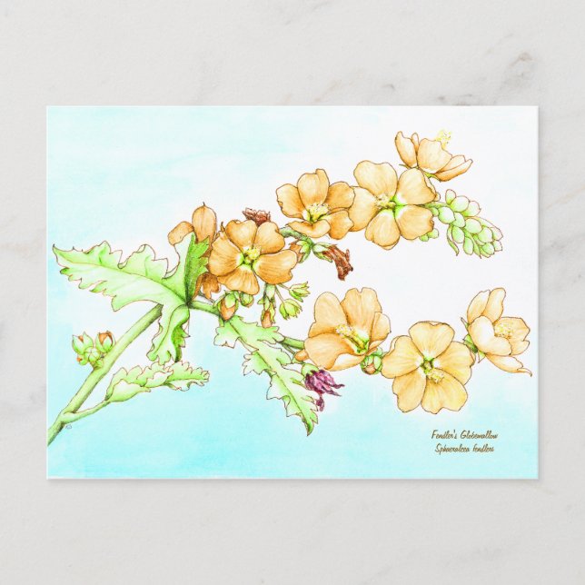 Botanical wildflower watercolor, globemallow postcard (Front)
