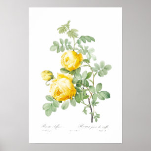BOTANICAL "YELLOW ROSE" REDOUTÉ POSTER