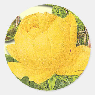 Botanical Yellow Rose Sticker