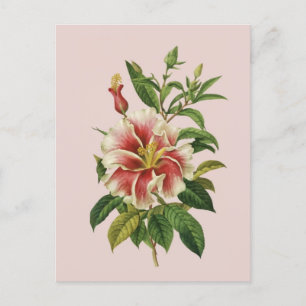  Botanicals vintage Flower Modern Art II Poster Holiday Postcard