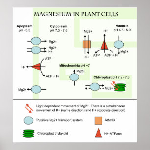 Botany Diagram of Magnesium in Plant Cells Poster