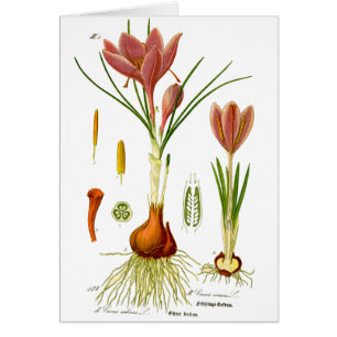 Botany Illustration