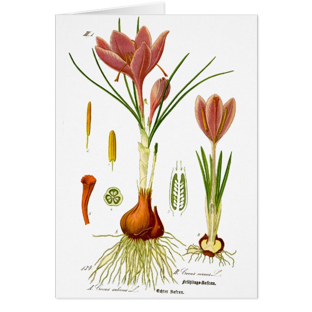 Botany Illustration (Front)