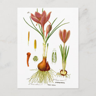 Botany Illustration Postcard