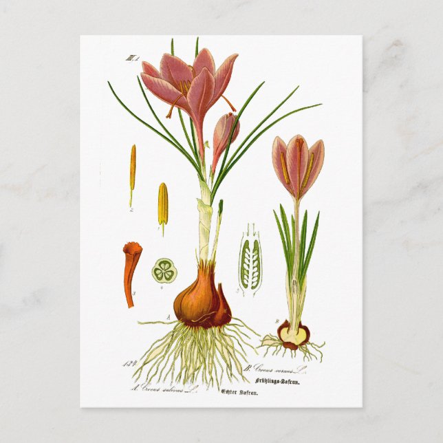 Botany Illustration Postcard (Front)