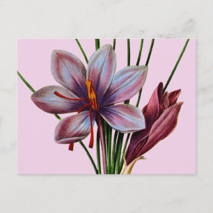 Botany: Saffron Postcard