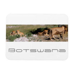 Botswana Central Kalahari Lions Savannah Travel Magnet