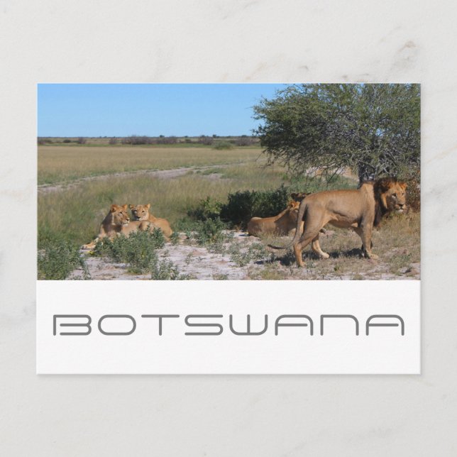 Botswana Central Kalahari Lions Savannah Travel Postcard (Front)