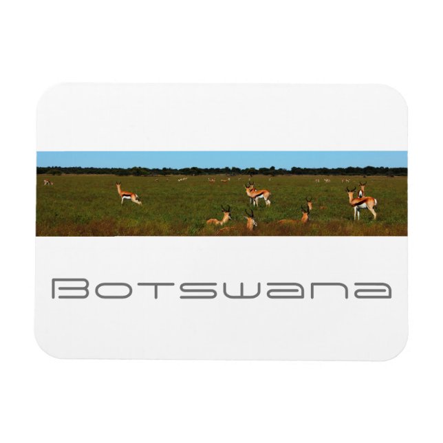 Botswana Central Kalahari Savannah Springboks Magnet (Horizontal)