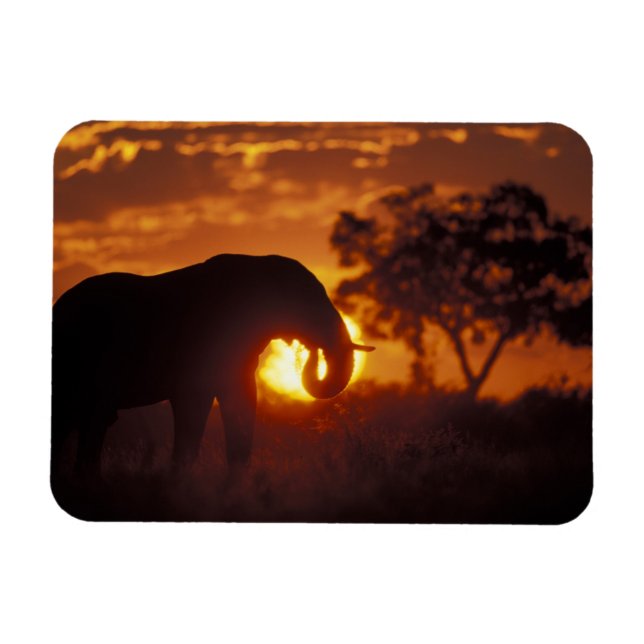 Botswana, Chobe National Park, Bull Elephant Magnet (Horizontal)