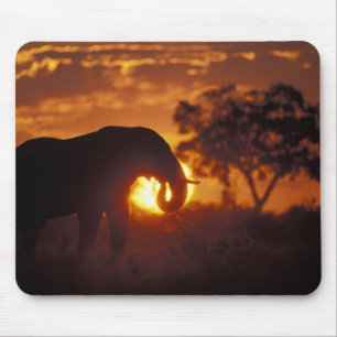 Botswana, Chobe National Park, Bull Elephant Mouse Mat