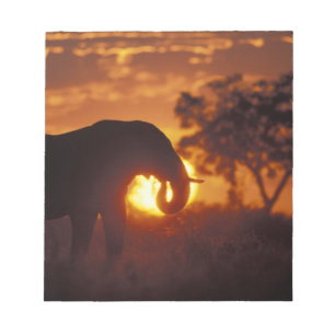 Botswana, Chobe National Park, Bull Elephant Notepad