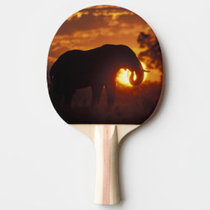 Botswana, Chobe National Park, Bull Elephant Ping Pong Paddle