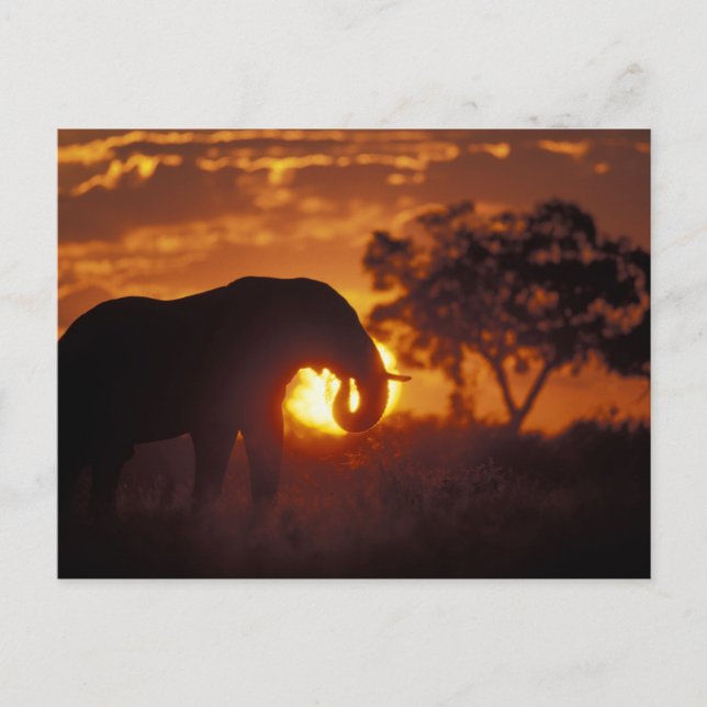Botswana, Chobe National Park, Bull Elephant Postcard (Front)