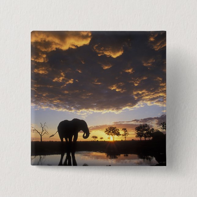 Botswana, Chobe National Park, Elephant 15 Cm Square Badge (Front)
