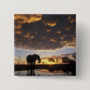 Botswana, Chobe National Park, Elephant 15 Cm Square Badge