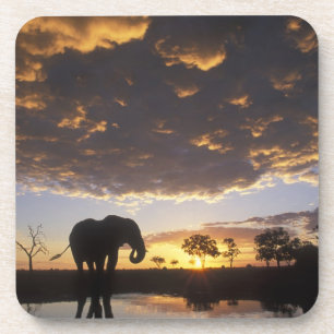 Botswana, Chobe National Park, Elephant Coaster