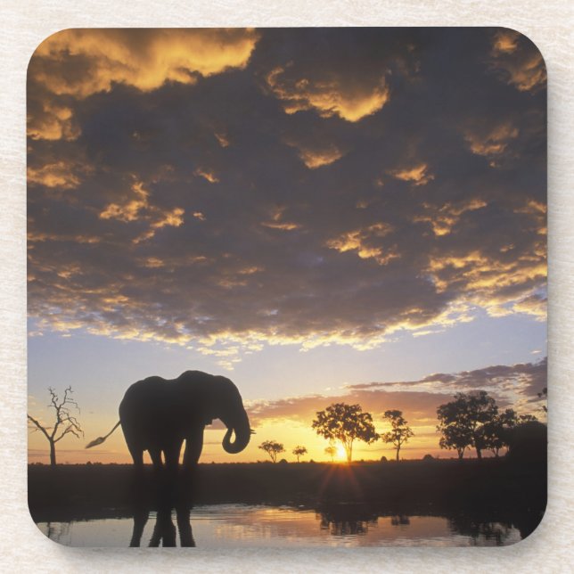 Botswana, Chobe National Park, Elephant Coaster (Front)