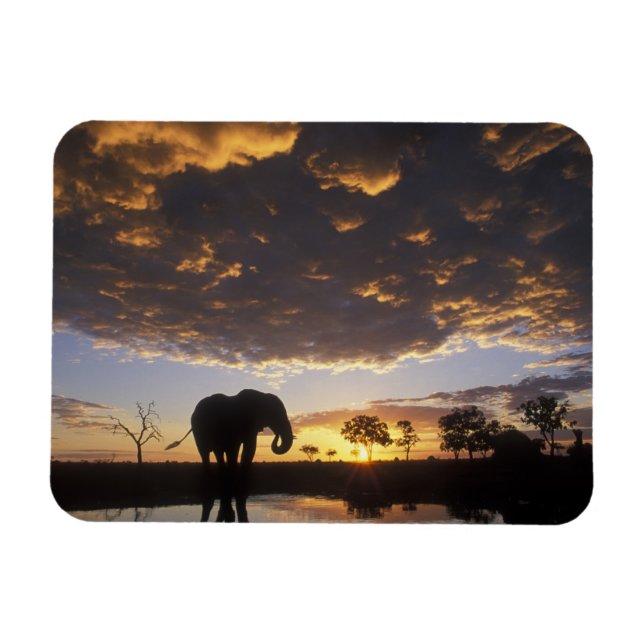 Botswana, Chobe National Park, Elephant Magnet (Horizontal)