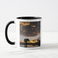 Botswana, Chobe National Park, Elephant