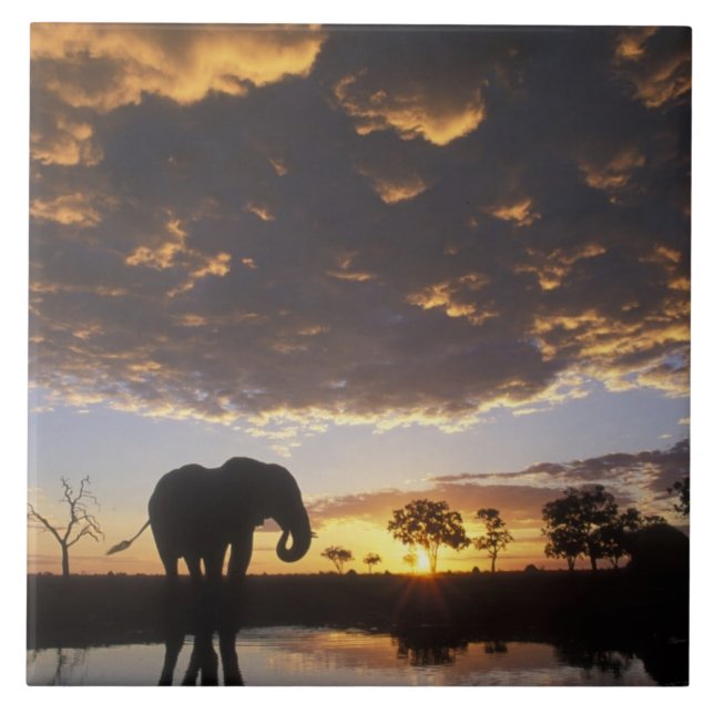 Botswana, Chobe National Park, Elephant Tile (Front)