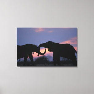 Botswana, Chobe National Park, Elephants Canvas Print