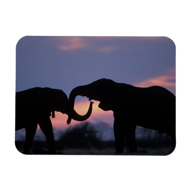 Botswana, Chobe National Park, Elephants Magnet (Horizontal)