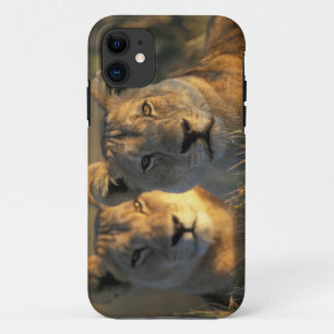 Botswana, Chobe National Park, Lionesses iPhone 11 Case