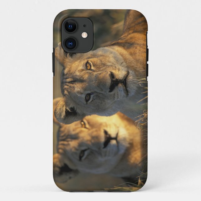 Botswana, Chobe National Park, Lionesses Case-Mate iPhone Case (Back)