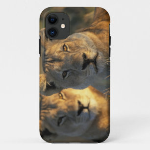 Botswana, Chobe National Park, Lionesses iPhone 11 Case