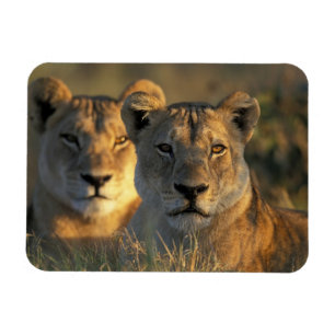 Botswana, Chobe National Park, Lionesses Magnet