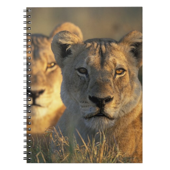 Botswana, Chobe National Park, Lionesses Notebook (Front)