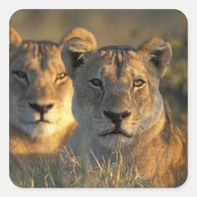 Botswana, Chobe National Park, Lionesses Square Sticker (Front)